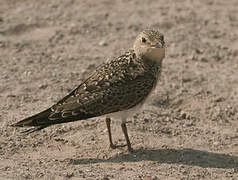 Collared Pratincole