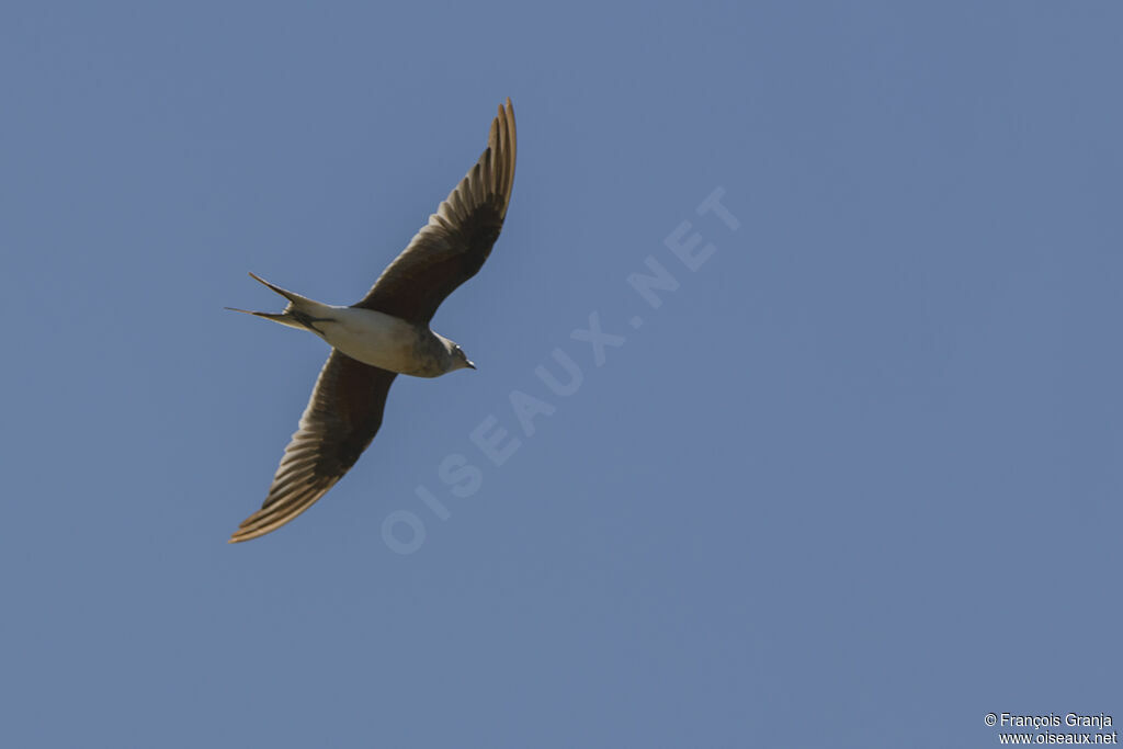 Collared Pratincole