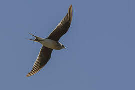 Collared Pratincole