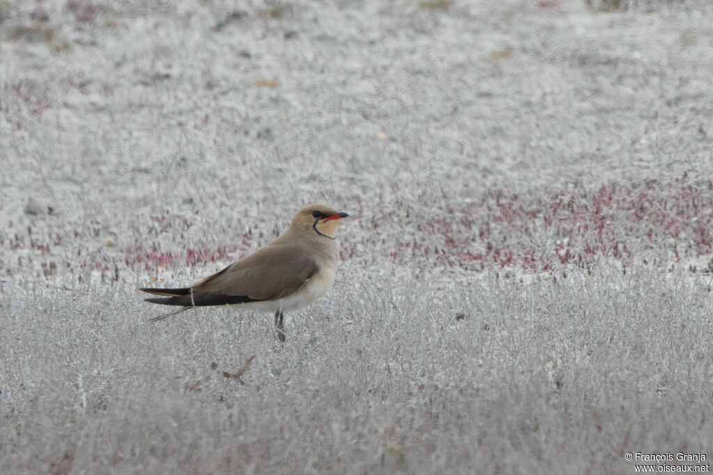 Collared Pratincole