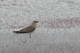 Collared Pratincole