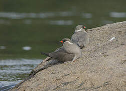 Rock Pratincole