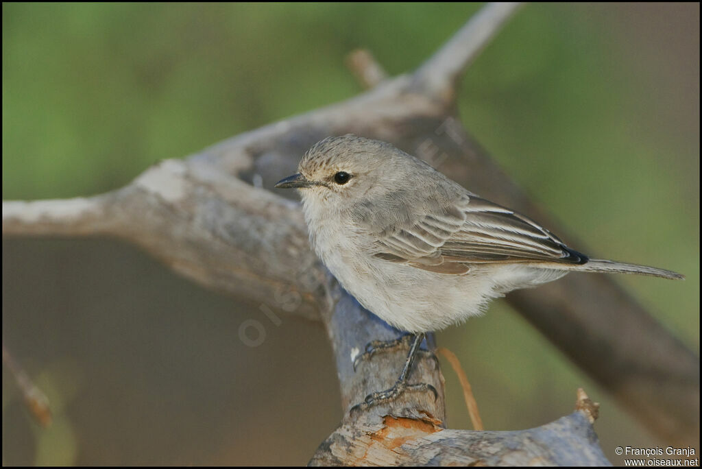 African Grey Flycatcher