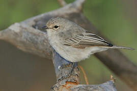 African Grey Flycatcher