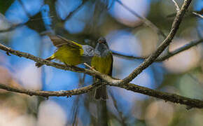 Grey-headed Canary-flycatcher