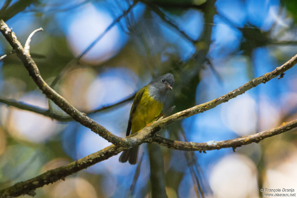 Grey-headed Canary-flycatcher