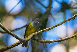 Grey-headed Canary-flycatcher