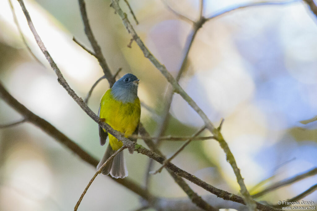 Grey-headed Canary-flycatcher