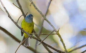 Grey-headed Canary-flycatcher