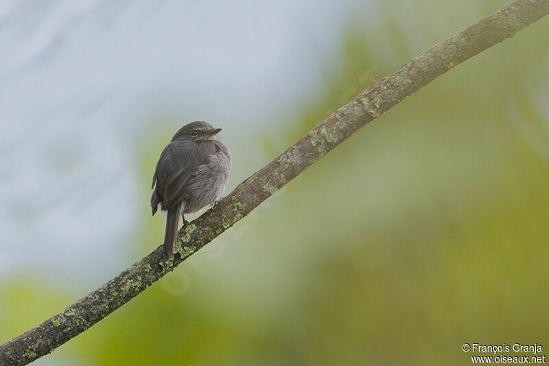 Dusky-blue Flycatcheradult