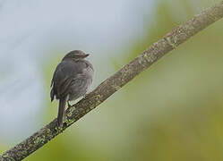 Dusky-blue Flycatcher