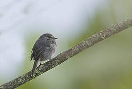 Dusky-blue Flycatcher