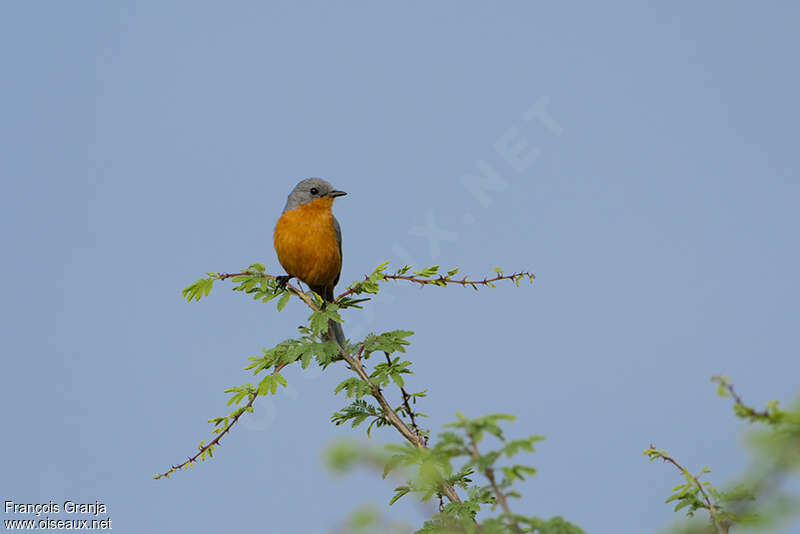 Silverbirdadult, habitat, pigmentation, Behaviour