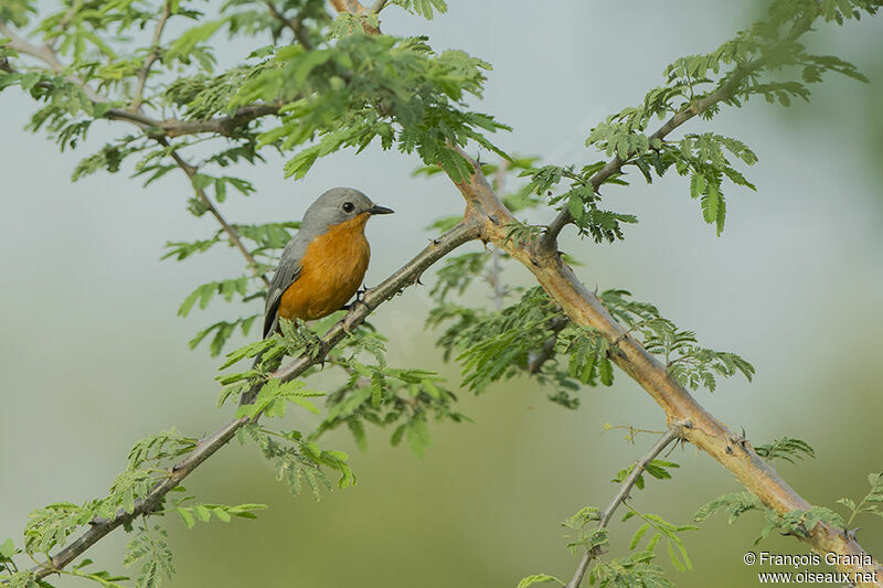 Gobemouche argentéadulte, habitat, pigmentation