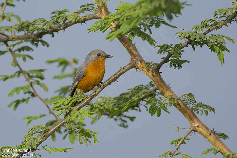 Gobemouche argentéadulte, habitat, pigmentation