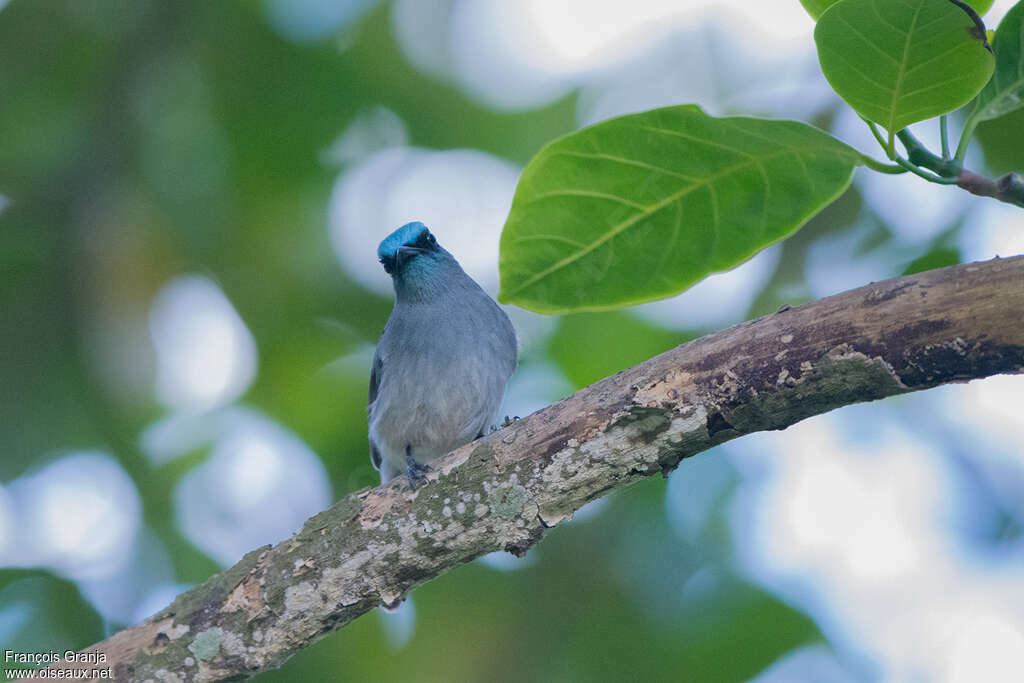 Dull-blue Flycatcheradult, close-up portrait