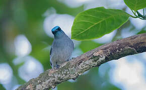 Dull-blue Flycatcher