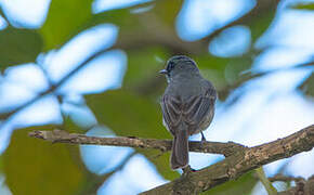 Dull-blue Flycatcher