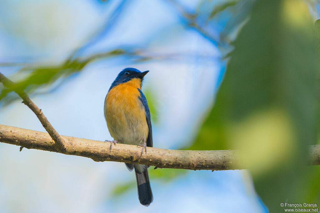 Tickell's Blue Flycatcher