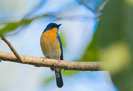 Tickell's Blue Flycatcher