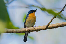 Tickell's Blue Flycatcher