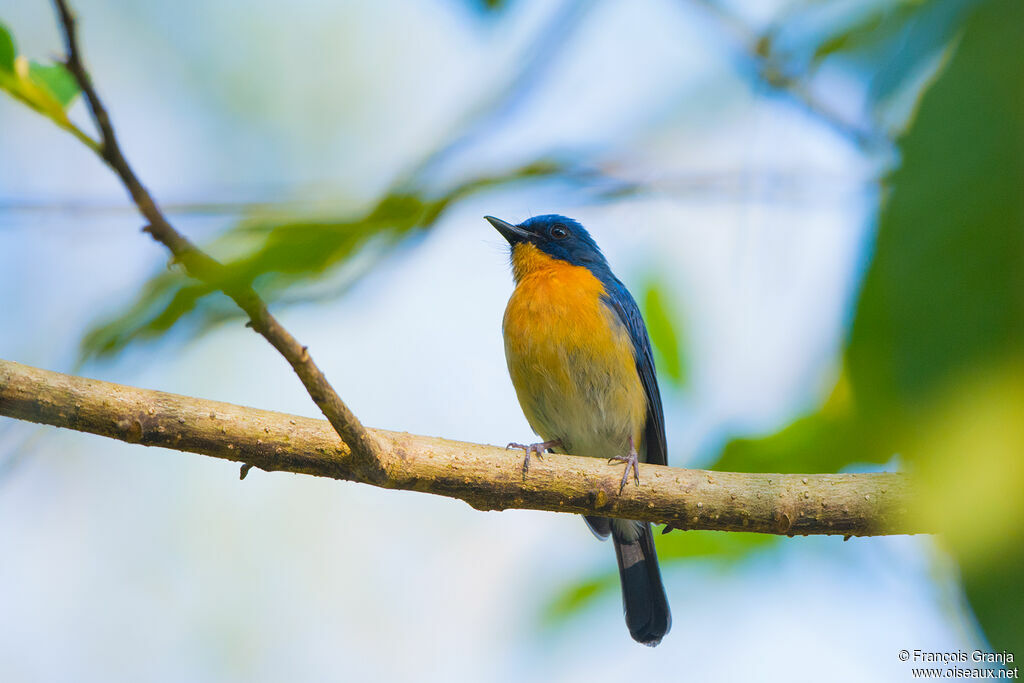 Tickell's Blue Flycatcher