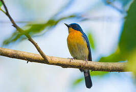 Tickell's Blue Flycatcher