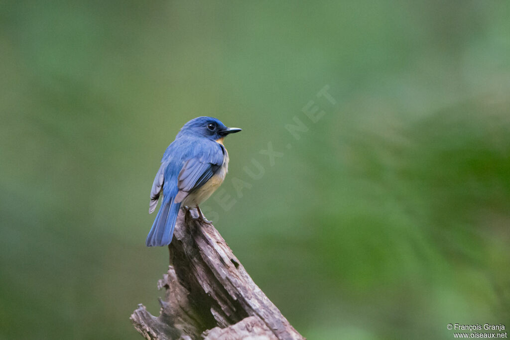 Tickell's Blue Flycatcher