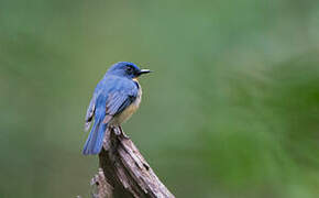 Tickell's Blue Flycatcher