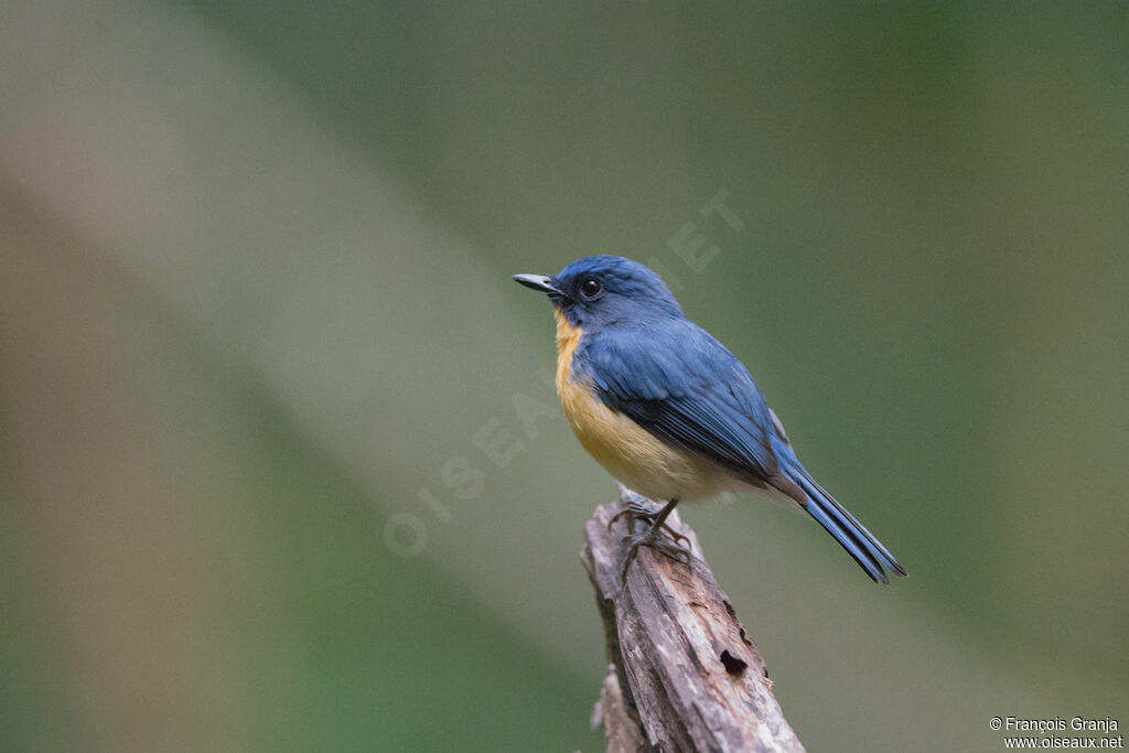 Tickell's Blue Flycatcher