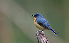 Tickell's Blue Flycatcher