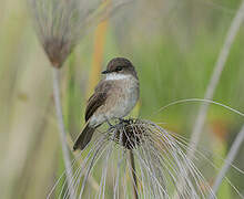 Swamp Flycatcher