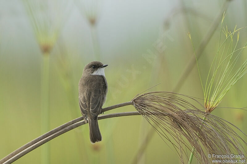 Swamp Flycatcheradult