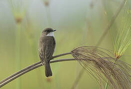 Swamp Flycatcher