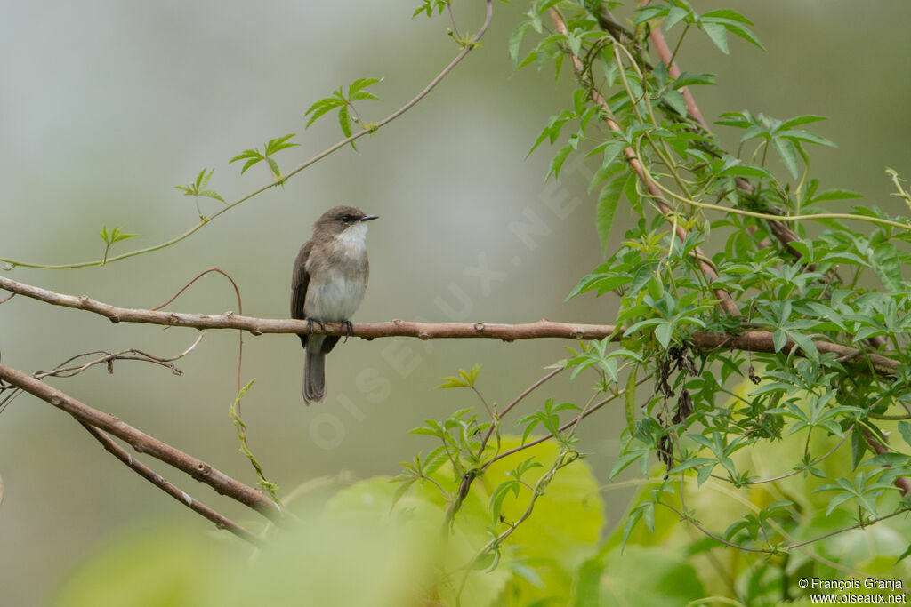 Swamp Flycatcher