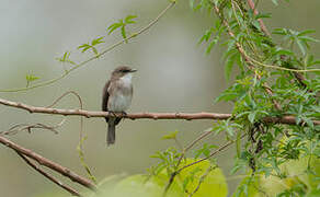 Swamp Flycatcher