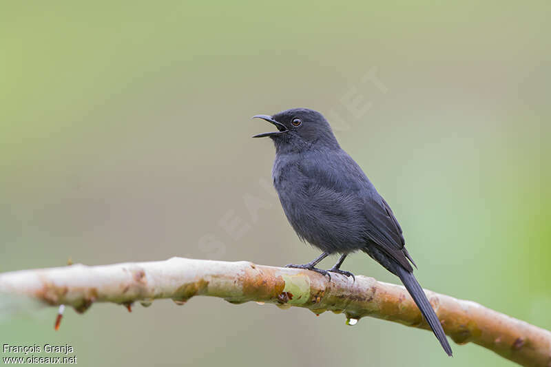 Northern Black Flycatcheradult, song