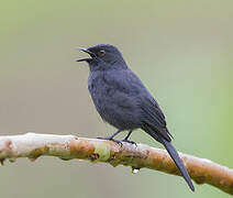 Gobemouche drongo