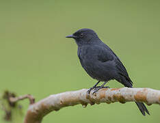 Gobemouche drongo