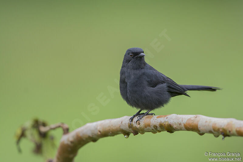 Northern Black Flycatcheradult