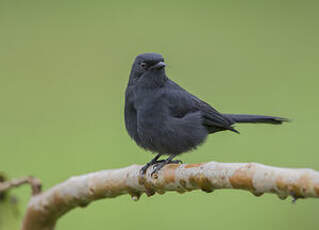 Gobemouche drongo