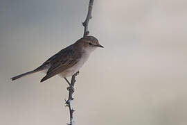 Marico Flycatcher