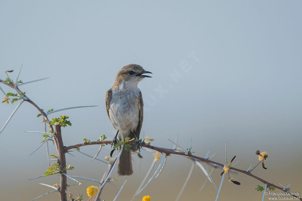 Marico Flycatcher