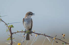 Marico Flycatcher