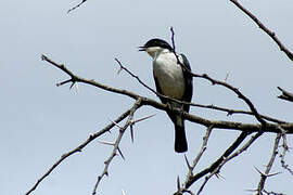 Fiscal Flycatcher