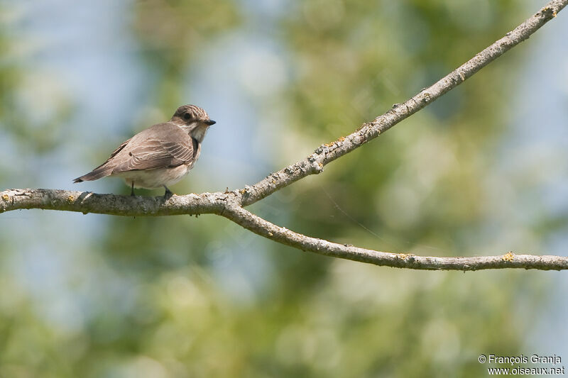 Spotted Flycatcheradult