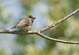 Spotted Flycatcher