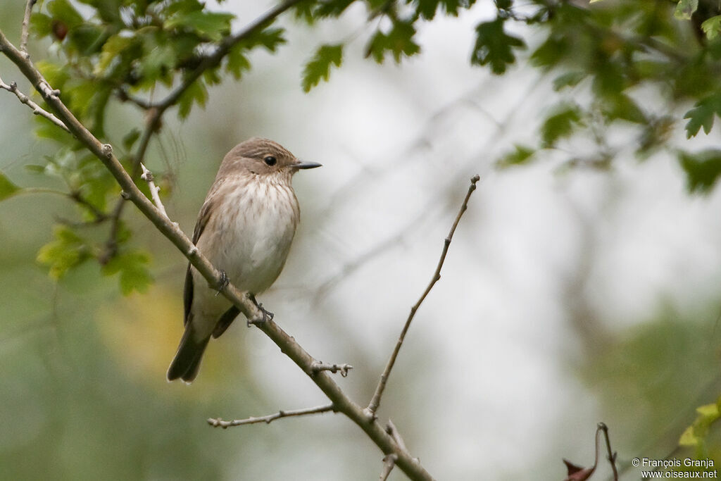 Spotted Flycatcheradult