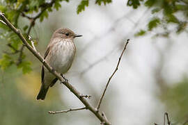 Spotted Flycatcher