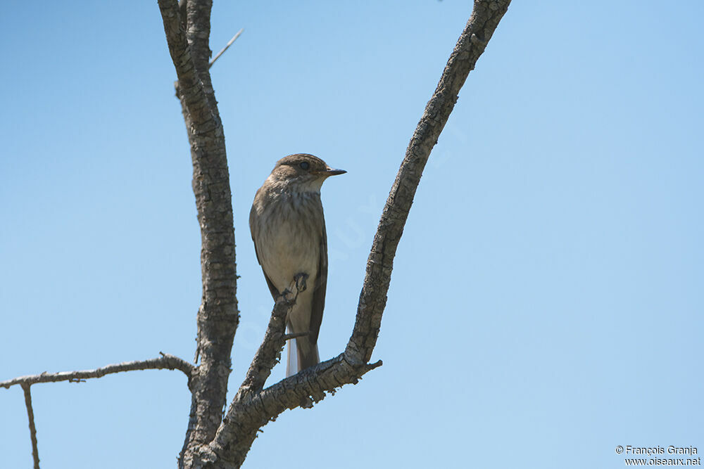 Spotted Flycatcheradult